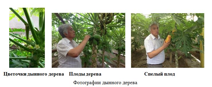 Технико-экономическая эффективность выращивания дынного дерева в условиях  Туркменистана